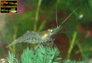 f4-ghostshrimp.jpg